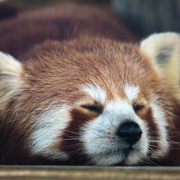 sleeping red panda